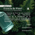 Qué es la Esencia de Pino: destilado de resina de pino rico en terpenos, uso tradicional para depuración y limpieza interna.