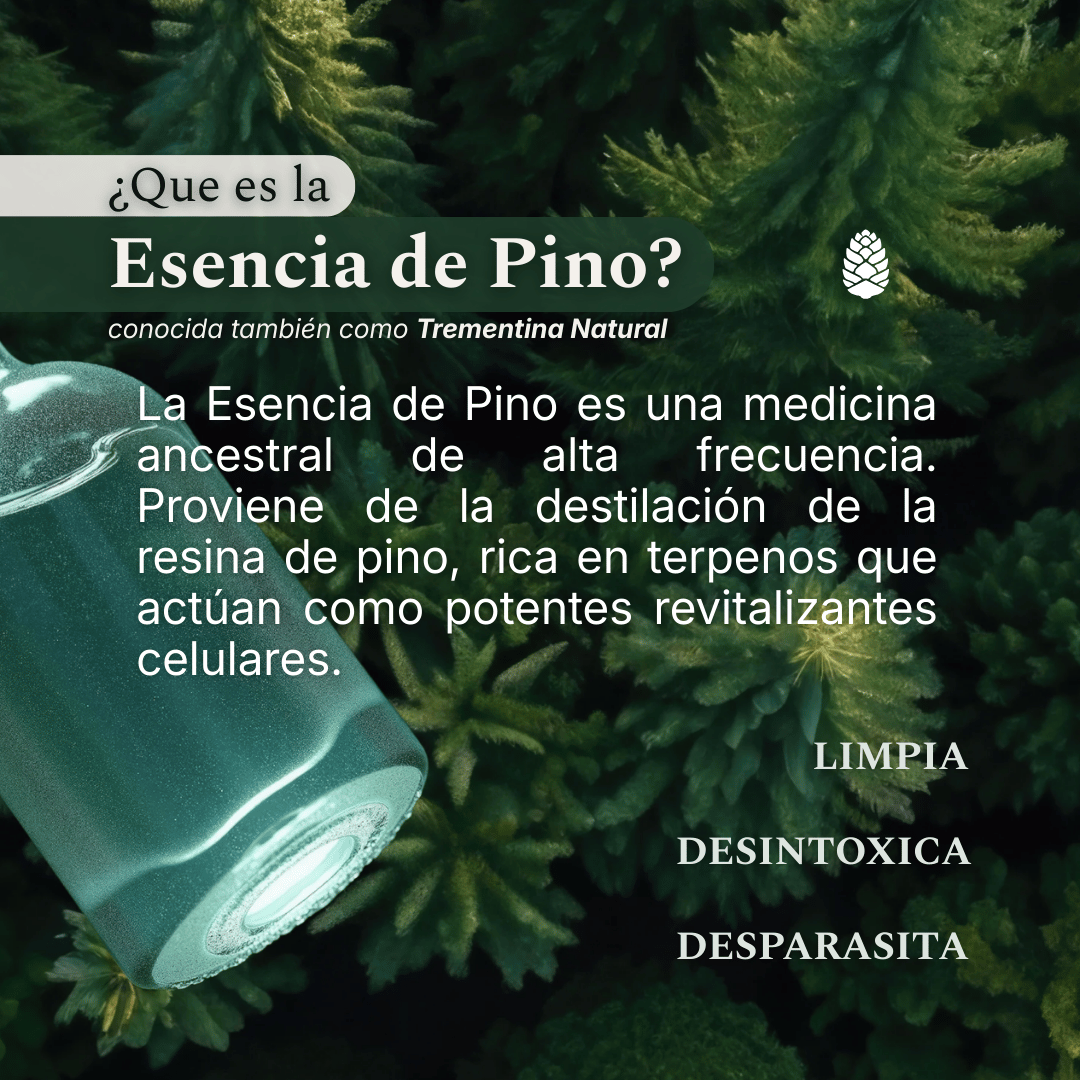 Qué es la Esencia de Pino: destilado de resina de pino rico en terpenos, uso tradicional para depuración y limpieza interna.